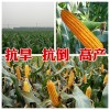 2015玉米種子高產品種鄭單518 濟南朝暉種業